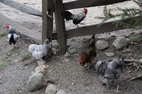 Chickens-4-4-09-61-DDeRosaPhoto.jpg