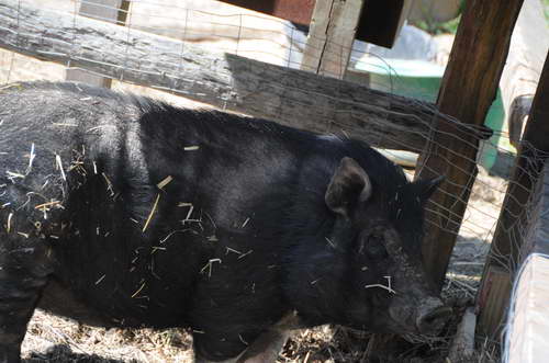 Pig-5-5-09-27-DDeRosaPhoto.jpg