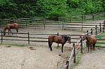 Horses-5-14-09-066-DDeRosaPhotos.jpg