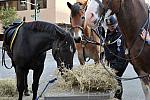 Breakfast with the Mounted Police