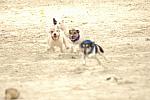 1-WIHS-10-29-05-Terriers-DDPhoto.JPG