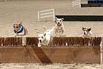 736-Terriers-WIHS-10-27-06-&copy;DeRosaPhoto.JPG
