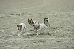 WIHS-10-23-09-DER_7250-Terriers-DDeRosaPhoto.jpg
