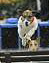 WIHS-10-23-09-DER_7285-Terriers-DDeRosaPhoto.jpg