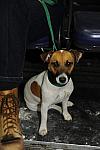 WIHS-10-23-09-DSC_8796-Terriers-DDeRosaPhoto.jpg