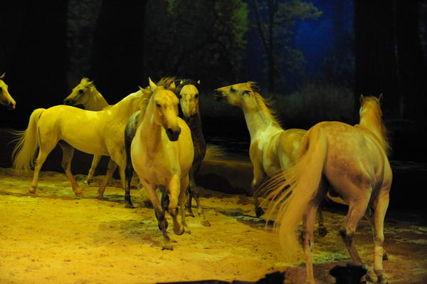 Cavalia-6-8-10-271-DDeRosaPhoto.jpg