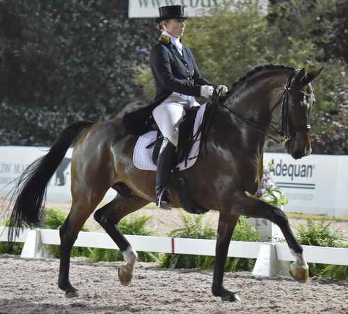 CPHS-Dressage-9-20-14-4014-DDeRosaPhoto