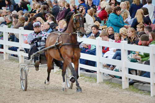 Devon-Saddlebreds-5-29-14-7012-DDeRosaPhoto