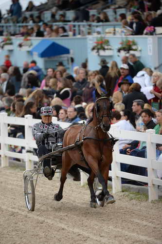 Devon-Saddlebreds-5-29-14-7020-DDeRosaPhoto