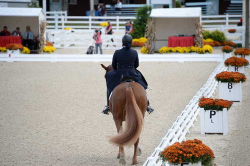 Dressage-at-Devon-9-27-13-4785-DDeRosaPhoto