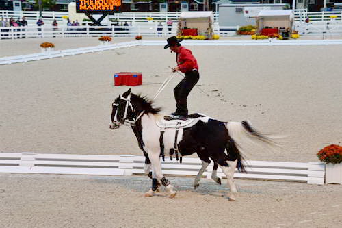 Dressage-at-Devon-9-27-13-5020-DDeRosaPhoto