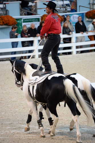 Dressage-at-Devon-9-27-13-5025-DDeRosaPhoto