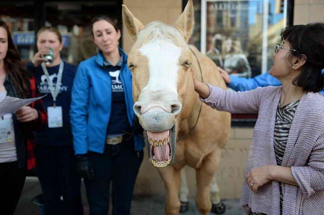 EQUUSFF-11-2016-8190--DDeRosaPhoto