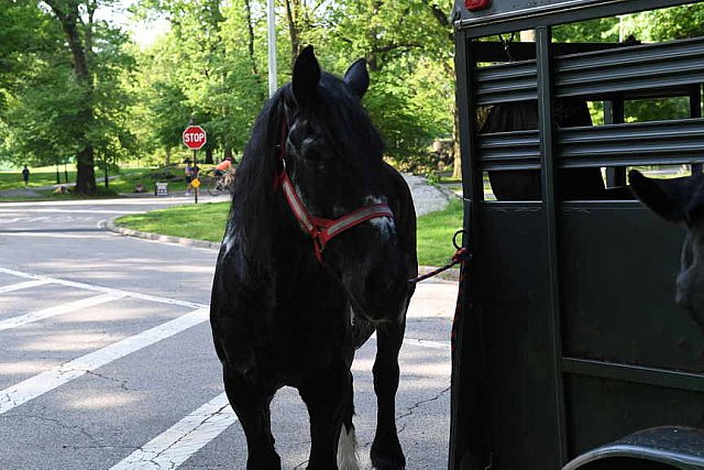 GALLOPNYC-5-22-2022-9352-DDeRosaPhoto