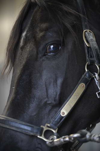 HHB2-10-13-12-0502-Frodo-DDeRosaPhoto
