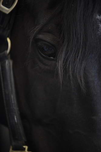 HHB2-10-13-12-0503-Frodo-DDeRosaPhoto