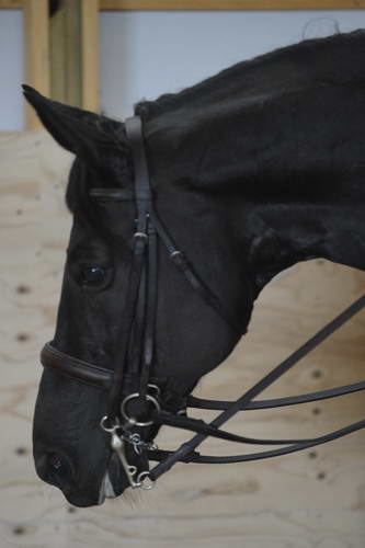 HHB2-10-13-12-0727-Frodo-DDeRosaPhoto