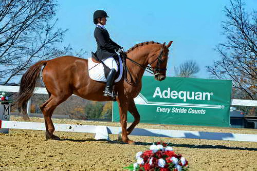 HHB-DressageFinals-11-8-13-0580-DDeRosaPhoto