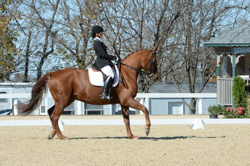 HHB-DressageFinals-11-8-13-0586-DDeRosaPhoto