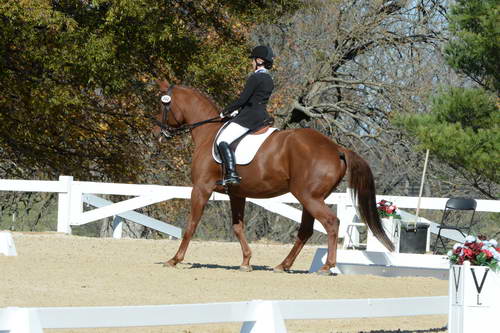 HHB-DressageFinals-11-8-13-0595-DDeRosaPhoto