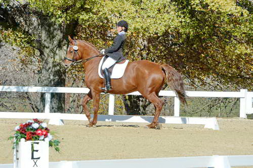 HHB-DressageFinals-11-8-13-0598-DDeRosaPhoto