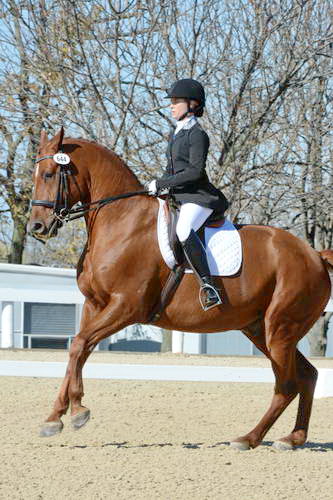 HHB-DressageFinals-11-8-13-0629-DDeRosaPhoto