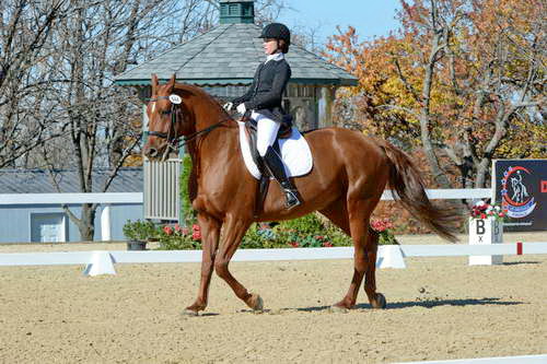 HHB-DressageFinals-11-8-13-0648-DDeRosaPhoto