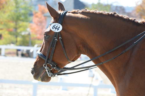 HHB-DressageFinals-11-8-13-0681-DDeRosaPhoto