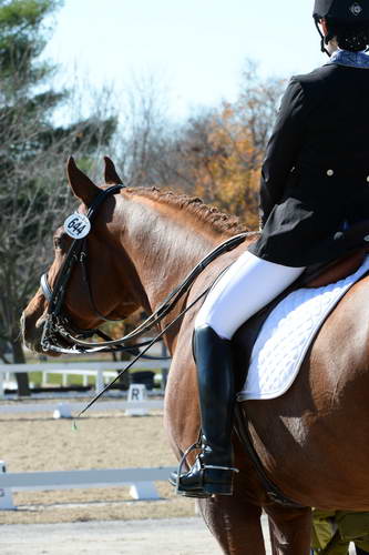 HHB-DressageFinals-11-8-13-0685-DDeRosaPhoto