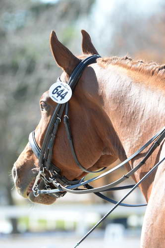 HHB-DressageFinals-11-8-13-0687-DDeRosaPhoto