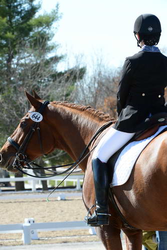 HHB-DressageFinals-11-8-13-0689-DDeRosaPhoto