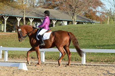 HHB-DressageFinals-11-9-13-2119-DDeRosaPhoto