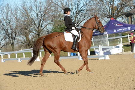 HHB-DressageFinals-11-9-13-2222-DDeRosaPhoto