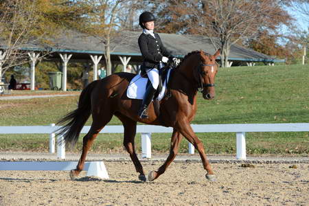 HHB-DressageFinals-11-9-13-2225-DDeRosaPhoto