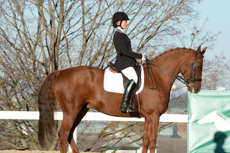 HHB-DressageFinals-11-9-13-2257-DDeRosaPhoto