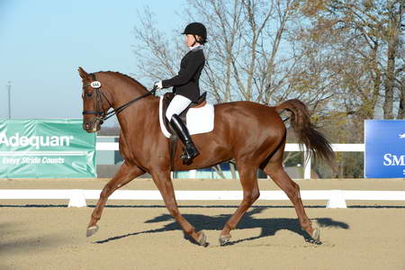 HHB-DressageFinals-11-9-13-2273-DDeRosaPhoto