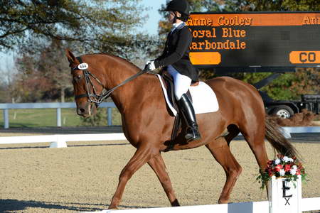 HHB-DressageFinals-11-9-13-2282-DDeRosaPhoto