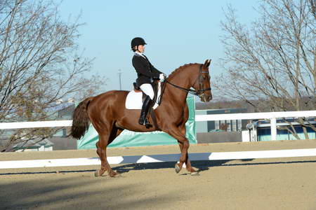 HHB-DressageFinals-11-9-13-2291-DDeRosaPhoto