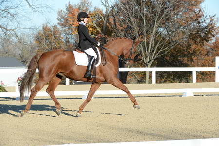 HHB-DressageFinals-11-9-13-2293-DDeRosaPhoto