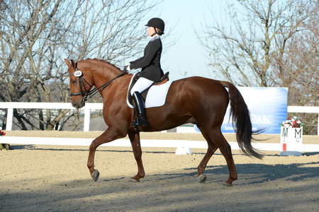 HHB-DressageFinals-11-9-13-2317-DDeRosaPhoto