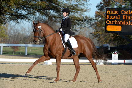 HHB-DressageFinals-11-9-13-2363-DDeRosaPhoto