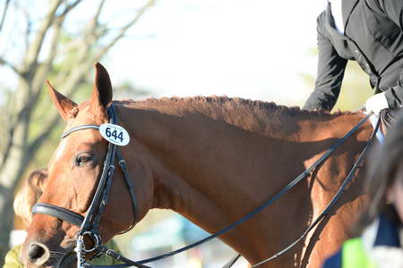 HHB-DressageFinals-11-9-13-2409-DDeRosaPhoto