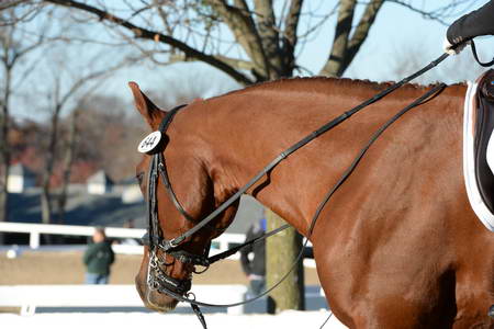 HHB-DressageFinals-11-9-13-2410-DDeRosaPhoto