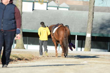 HHB-DressageFinals-11-9-13-2465-DDeRosaPhoto