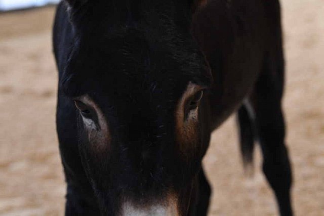 MUSTANG-10-11-21-5450-DDeRosaPhoto