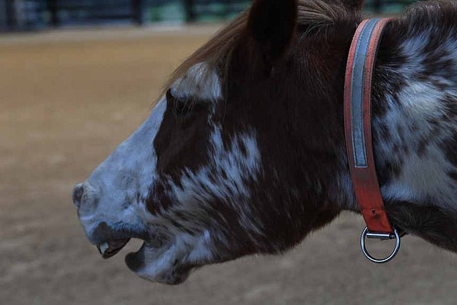 MUSTANG-10-11-21-5499-DDeRosaPhoto