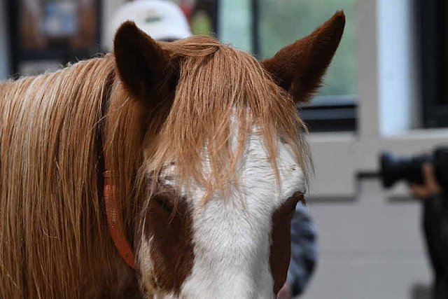 MUSTANG-10-11-21-5521-DDeRosaPhoto