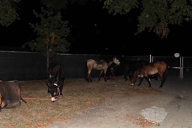 MUSTANG-10-12-21-5714-DDeRosaPhoto