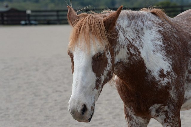 MUSTANG-HANNAH DEMO-10-15-21-3029-DDeRosaPhoto