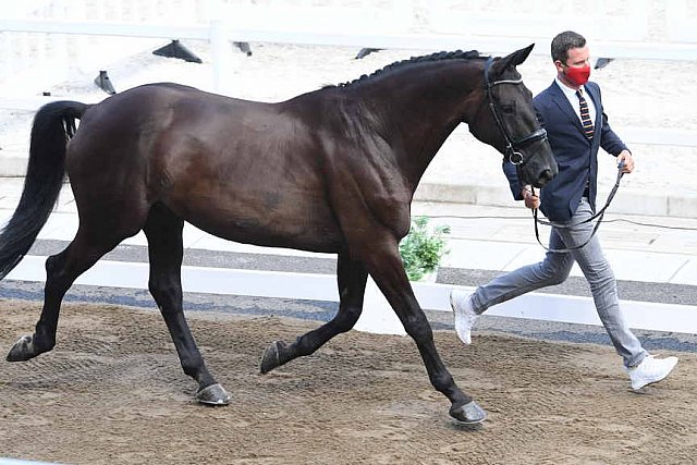 OLY-2020-DRESSAGE-JOG-7-24-21-0774-109-DOMIEN MICHIELS-INTERMEZZO VAN HET MEERDA-BEL-DDEROSAPHOTO